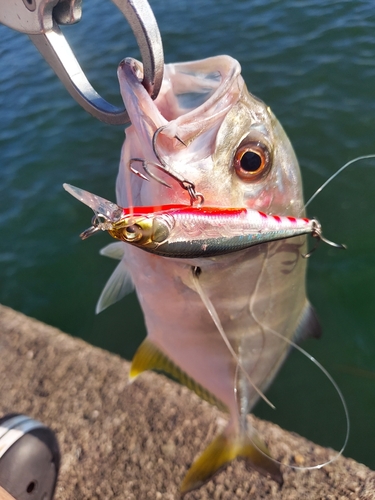 メッキの釣果