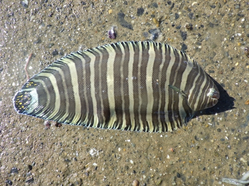 シタビラメの釣果