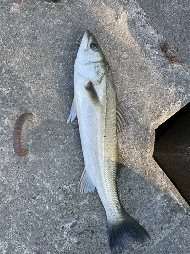 スズキの釣果