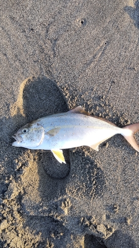 ショゴの釣果