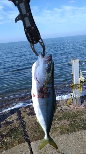 ワカシの釣果