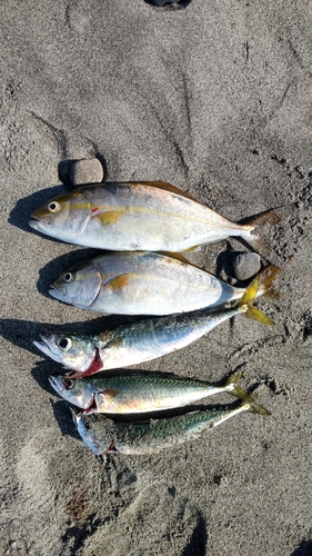 ショゴの釣果