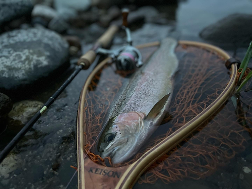 ニジマスの釣果