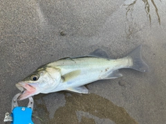 セイゴ（マルスズキ）の釣果