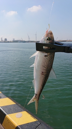 コノシロの釣果