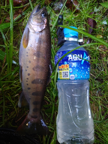 アマゴの釣果