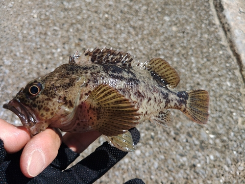 ムラソイの釣果