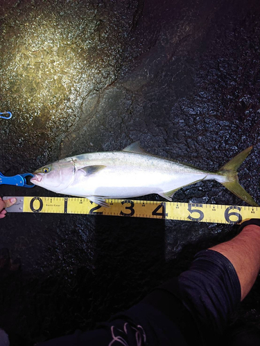 メジロの釣果