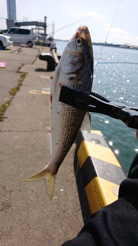 コノシロの釣果