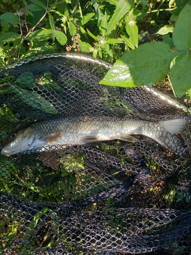 ニゴイの釣果