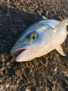 イナダの釣果