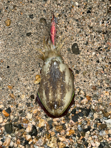 コウイカの釣果