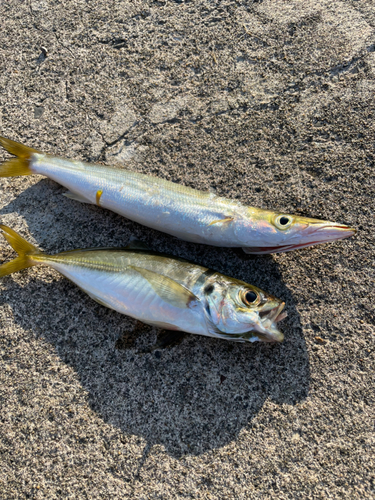 カマスの釣果