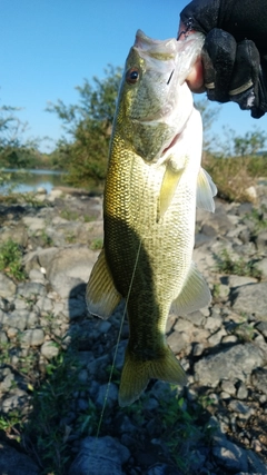 ラージマウスバスの釣果