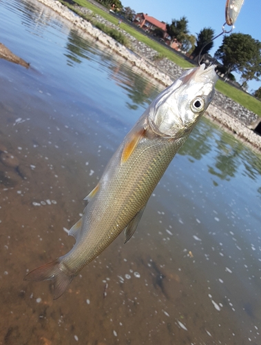 ウグイの釣果