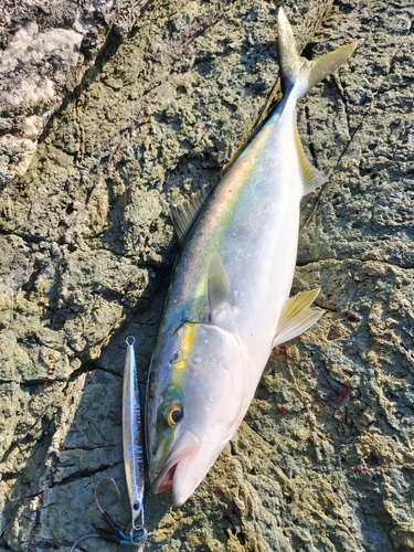 ヤズの釣果