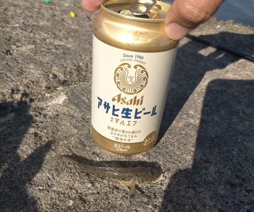 ハゼの釣果