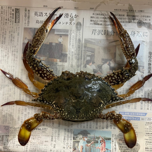 ワタリガニの釣果