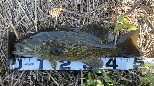 スモールマウスバスの釣果