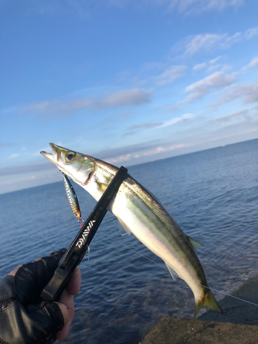 カマスの釣果