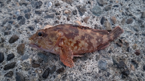 カサゴの釣果