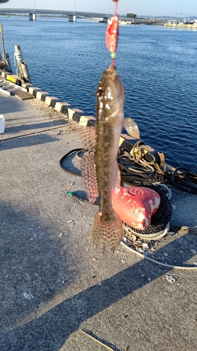 マハゼの釣果