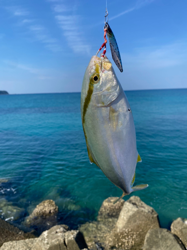 シオの釣果