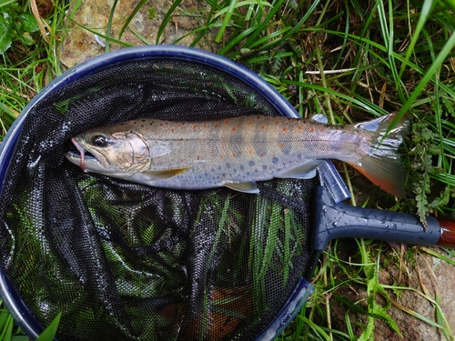 アマゴの釣果