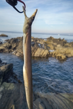 ハモの釣果