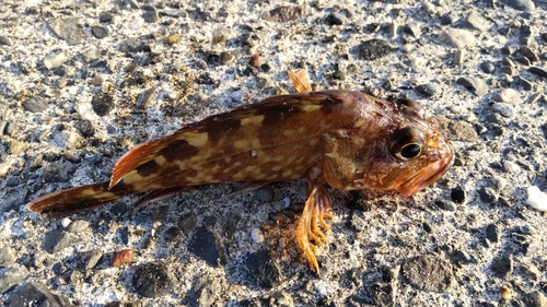 カサゴの釣果