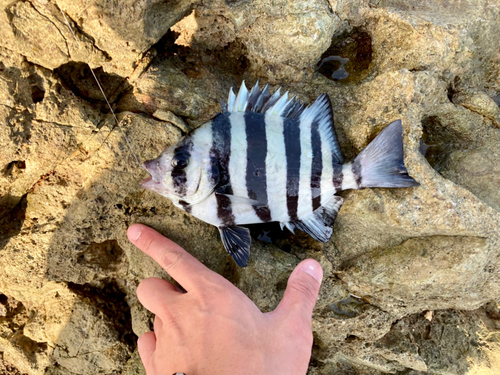 イシダイの釣果