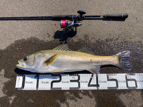 シーバスの釣果