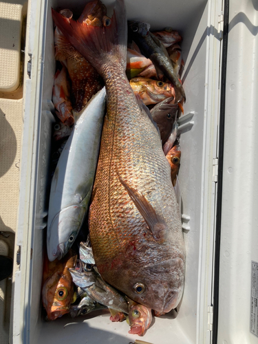 マダイの釣果