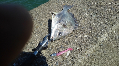 キビレの釣果