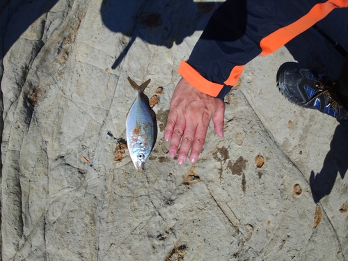 シマアジの釣果