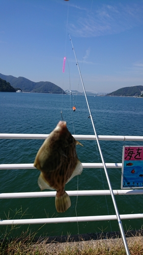 カワハギの釣果