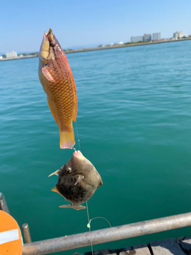 カワハギの釣果