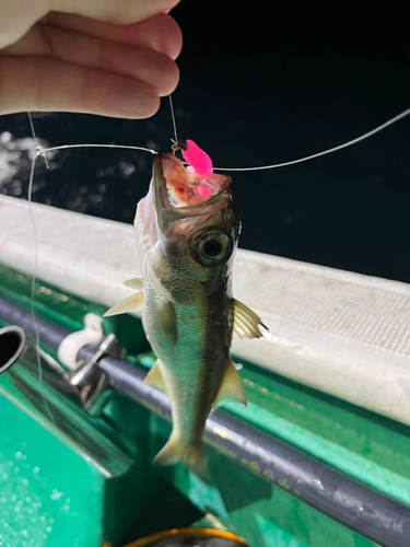 ムツの釣果