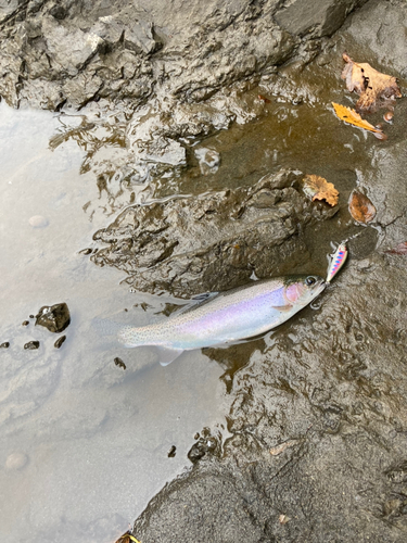 ニジマスの釣果