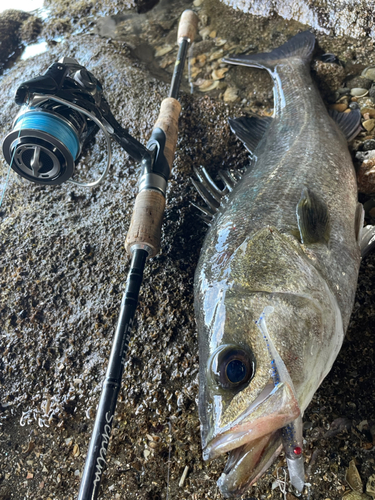 マルスズキの釣果