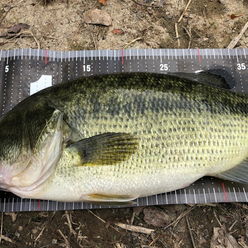 ブラックバスの釣果