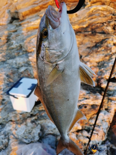 ネリゴの釣果