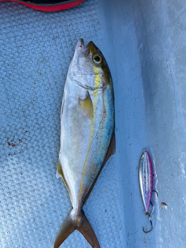 カンパチの釣果