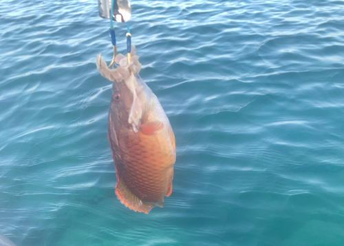 ホシササノハベラの釣果