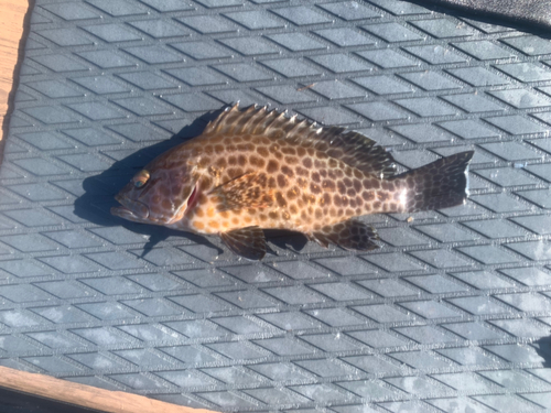 オオモンハタの釣果