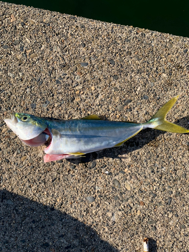 ワカシの釣果