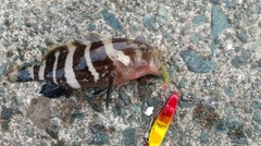 アオハタの釣果
