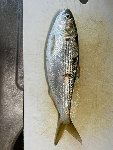 コノシロの釣果