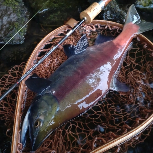 ヒメマスの釣果