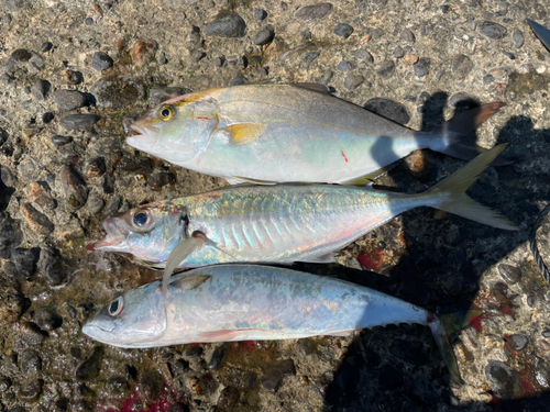 ショゴの釣果